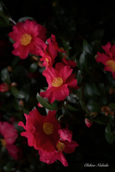 CAMELLIA-2021-006