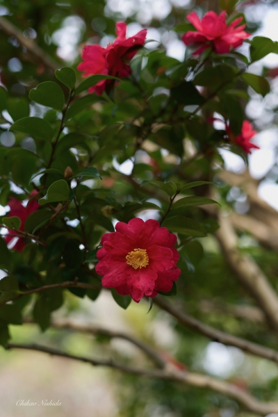 camellia-2021-02