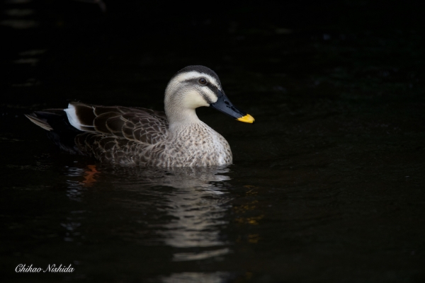 20220102-DUCK000