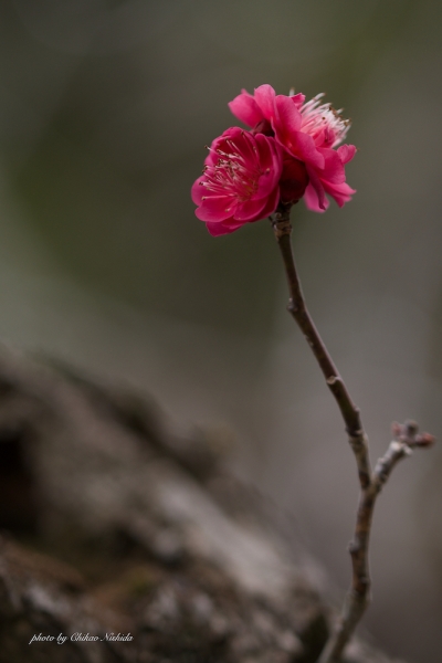 ファイル名: 20220204-ume-002.jpeg
ファイルサイズ: 577.1KB
→クリックで元のサイズを表示 20220204-ume-002