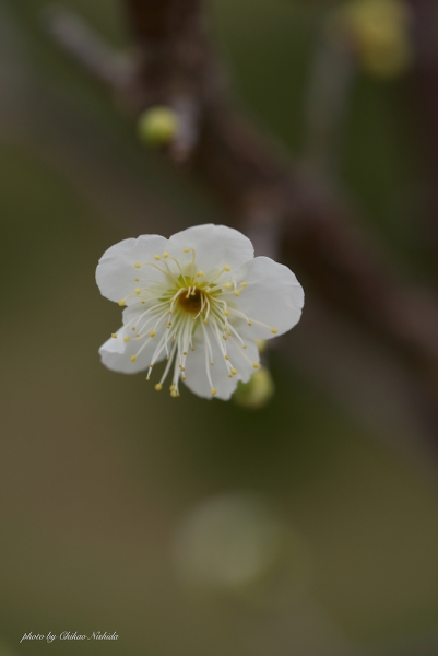 ファイル名: 20220204-ume-003.jpeg
ファイルサイズ: 513.3KB
→クリックで元のサイズを表示 20220204-ume-003