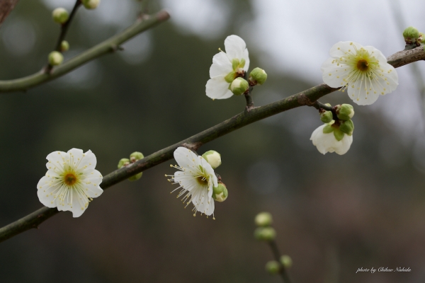 ファイル名: 20220204-ume-004.jpeg
ファイルサイズ: 697.4KB
→クリックで元のサイズを表示 20220204-ume-004