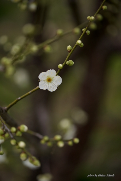 ファイル名: 20220204-ume-005.jpeg
ファイルサイズ: 582.9KB
→クリックで元のサイズを表示 20220204-ume-005