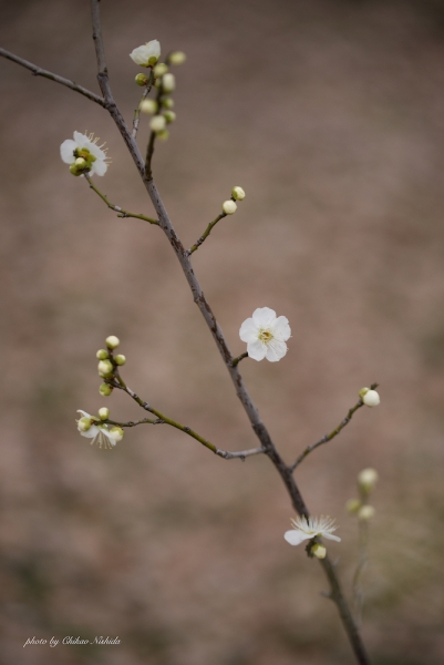 ファイル名: 20220204-ume-006.jpeg
ファイルサイズ: 596.7KB
→クリックで元のサイズを表示 20220204-ume-006
