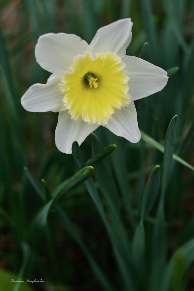 20220318narcissus