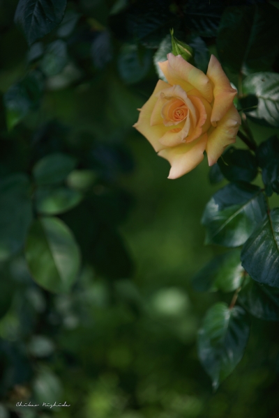 ファイル名: rose-2022-01.jpeg
ファイルサイズ: 583.2KB
→クリックで元のサイズを表示 rose-2022-01