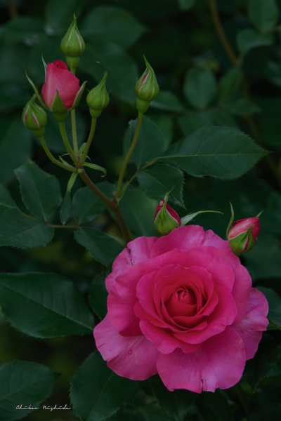 ファイル名: rose-2022-02.jpeg
ファイルサイズ: 643.1KB
→クリックで元のサイズを表示 rose-2022-02