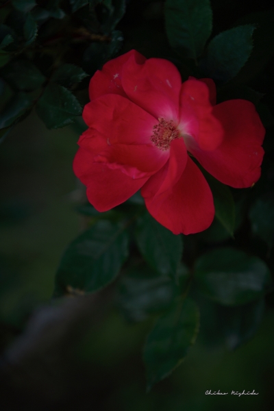 ファイル名: rose-2022-03.jpeg
ファイルサイズ: 554.3KB
→クリックで元のサイズを表示 rose-2022-03