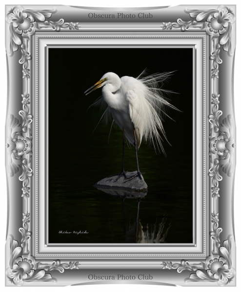 ファイル名: chikaonishida-egret.jpg
ファイルサイズ: 550.1KB
→クリックで元のサイズを表示 chikaonishida-egret