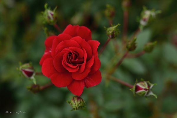 ファイル名: ROSE202205-01.jpeg
ファイルサイズ: 623KB
→クリックで元のサイズを表示 ROSE202205-01