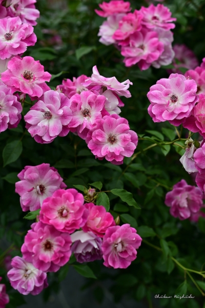 ファイル名: ROSE202205-02.jpeg
ファイルサイズ: 812.8KB
→クリックで元のサイズを表示 ROSE202205-02