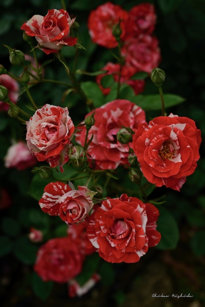 ファイル名: ROSE202205-03.jpeg
ファイルサイズ: 737.4KB
→クリックで元のサイズを表示 ROSE202205-03
