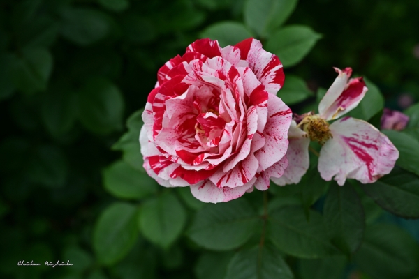 ファイル名: ROSE202205-04.jpeg
ファイルサイズ: 658.5KB
→クリックで元のサイズを表示 ROSE202205-04