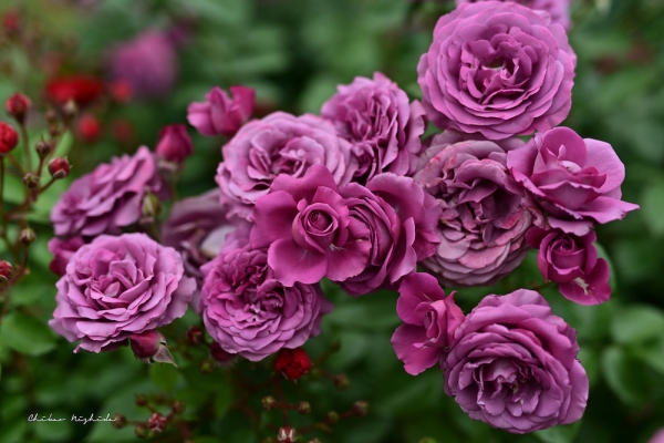 ファイル名: ROSE202205-05.jpeg
ファイルサイズ: 764.2KB
→クリックで元のサイズを表示 ROSE202205-05