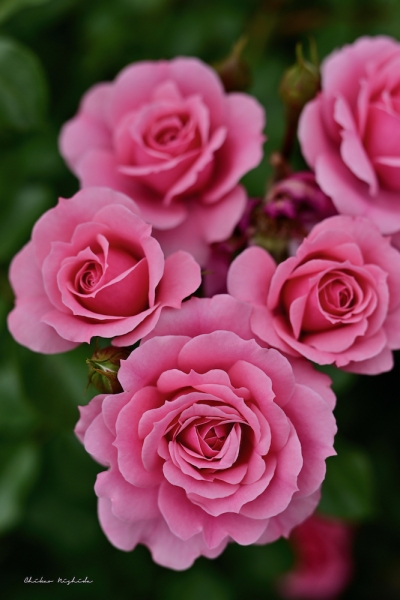 ファイル名: ROSE202205-06.jpeg
ファイルサイズ: 695.2KB
→クリックで元のサイズを表示 ROSE202205-06