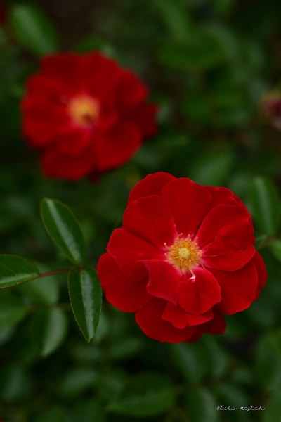 ファイル名: ROSE202205-07.jpeg
ファイルサイズ: 599.5KB
→クリックで元のサイズを表示 ROSE202205-07