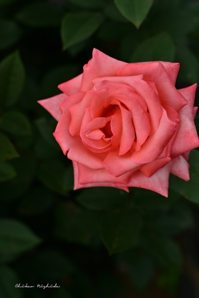 ファイル名: ROSE202205-08.jpeg
ファイルサイズ: 617.9KB
→クリックで元のサイズを表示 ROSE202205-08