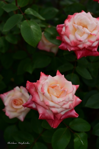 ファイル名: ROSE202205-09.jpeg
ファイルサイズ: 616.5KB
→クリックで元のサイズを表示 ROSE202205-09
