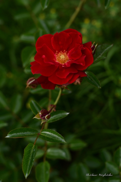 ファイル名: ROSE202205-10.jpeg
ファイルサイズ: 618.9KB
→クリックで元のサイズを表示 ROSE202205-10