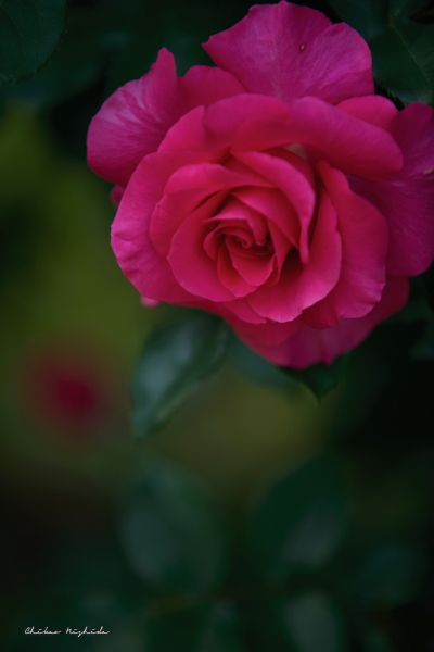 20220512ROSE