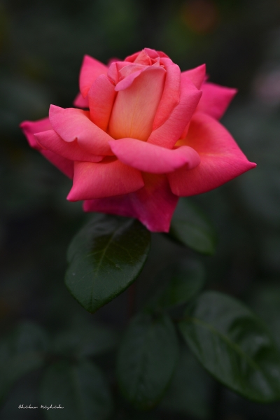 ファイル名: rose20220523.jpeg
ファイルサイズ: 563.6KB
→クリックで元のサイズを表示 rose20220523