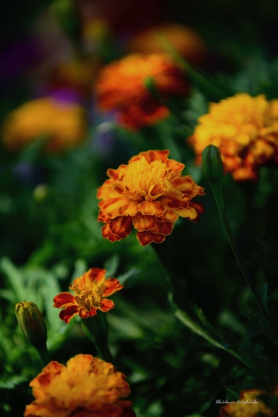 20220701-marigold