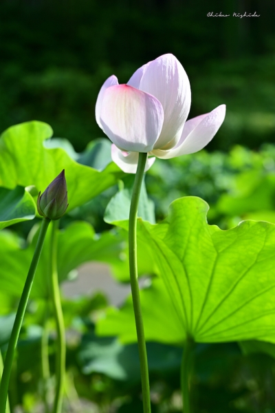ファイル名: okuyami-flower.jpeg
ファイルサイズ: 634KB
→クリックで元のサイズを表示 okuyami-flower