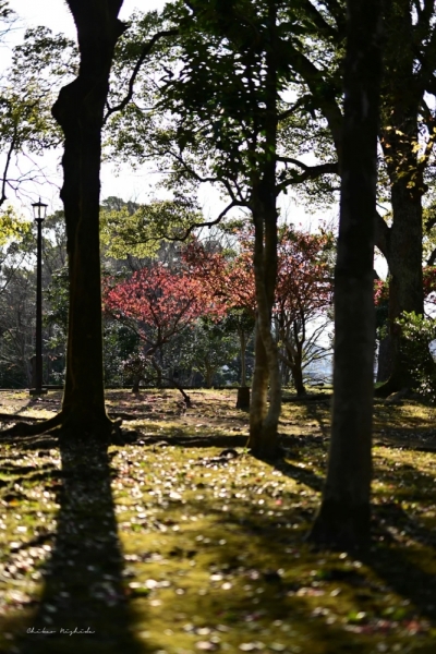 ファイル名: wildbirdpark20221206-19.jpeg
ファイルサイズ: 629KB
→クリックで元のサイズを表示 wildbirdpark20221206-19