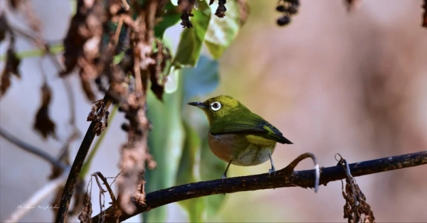 white-eye-1