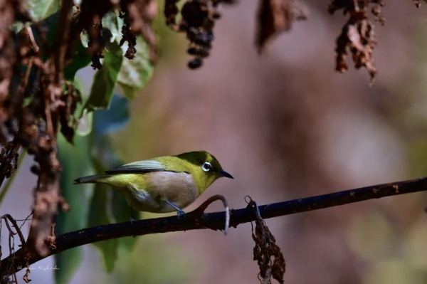 white-eye-2