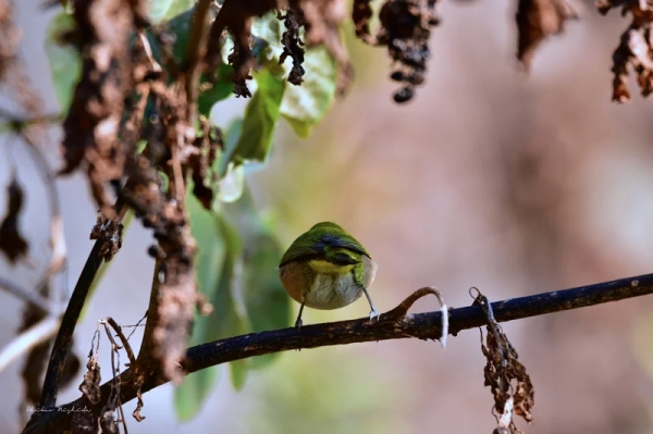 white-eye-4