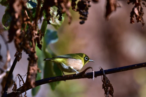 white-eye-5