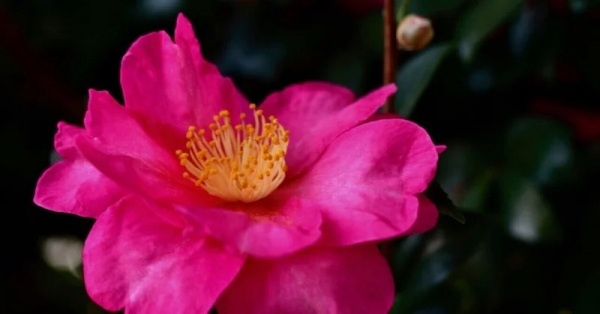 ファイル名: camellia20230105-1.jpeg
ファイルサイズ: 210.9KB
→クリックで元のサイズを表示 camellia20230105-1