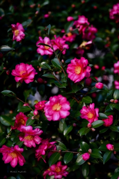 ファイル名: camellia20230105-2.jpeg
ファイルサイズ: 418.5KB
→クリックで元のサイズを表示 camellia20230105-2