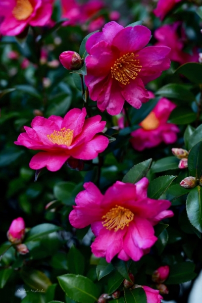 ファイル名: camellia20230105-3.jpeg
ファイルサイズ: 399.9KB
→クリックで元のサイズを表示 camellia20230105-3