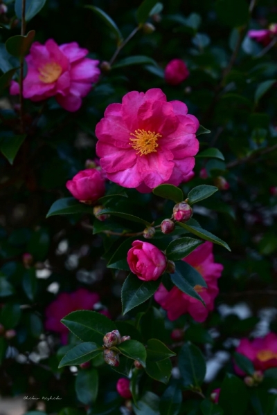ファイル名: camellia20230105-4.jpeg
ファイルサイズ: 347.3KB
→クリックで元のサイズを表示 camellia20230105-4