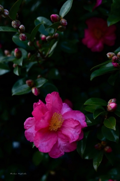 ファイル名: camellia20230105-5.jpeg
ファイルサイズ: 291.2KB
→クリックで元のサイズを表示 camellia20230105-5