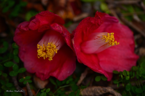 camellia20230120-0