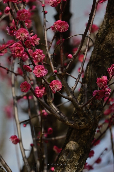 ファイル名: plumflowers20230214-16.jpeg
ファイルサイズ: 794.2KB
→クリックで元のサイズを表示 plumflowers20230214-16