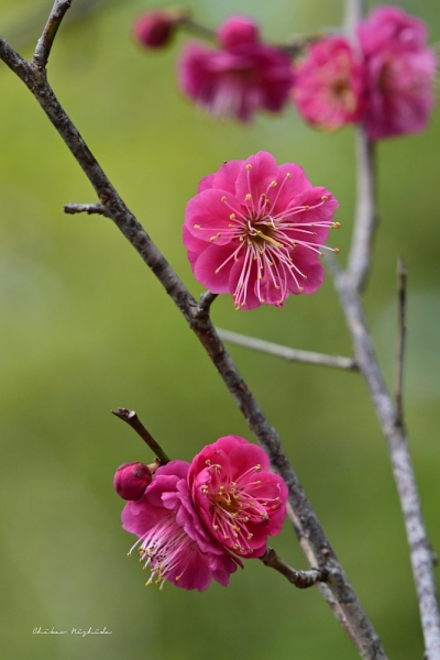 ファイル名: plumflowers20230214-2.jpeg
ファイルサイズ: 700.2KB
→クリックで元のサイズを表示 plumflowers20230214-2