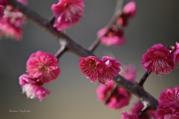 ファイル名: plumflowers20230214-20.jpeg
ファイルサイズ: 632.7KB
→クリックで元のサイズを表示 plumflowers20230214-20
