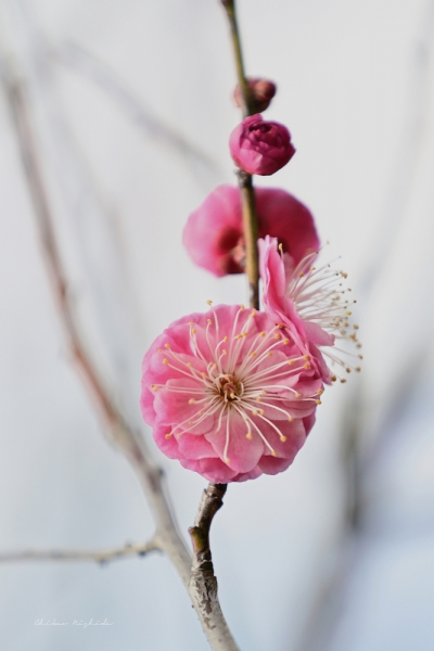 ファイル名: plumflowers20230214-24.jpeg
ファイルサイズ: 553.3KB
→クリックで元のサイズを表示 plumflowers20230214-24