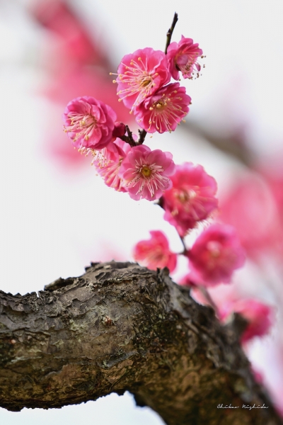 ファイル名: plumflowers20230214-29.jpeg
ファイルサイズ: 685.3KB
→クリックで元のサイズを表示 plumflowers20230214-29