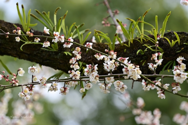 ファイル名: plumflowers20230214-31.jpeg
ファイルサイズ: 856.4KB
→クリックで元のサイズを表示 plumflowers20230214-31