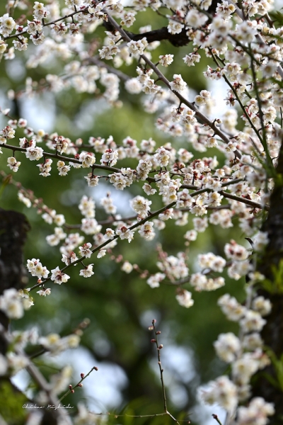ファイル名: plumflowers20230214-35.jpeg
ファイルサイズ: 910.2KB
→クリックで元のサイズを表示 plumflowers20230214-35