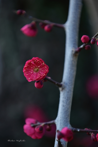 ファイル名: plumflowers20230214-40.jpeg
ファイルサイズ: 618.2KB
→クリックで元のサイズを表示 plumflowers20230214-40
