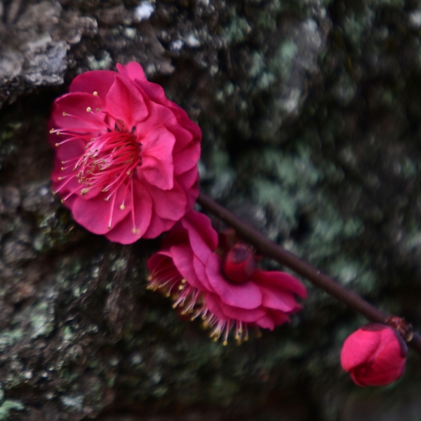 ファイル名: plumflowers20230214-44.jpeg
ファイルサイズ: 1.01MB
→クリックで元のサイズを表示 plumflowers20230214-44
