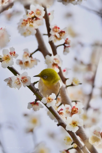 white-eye-20230218-10