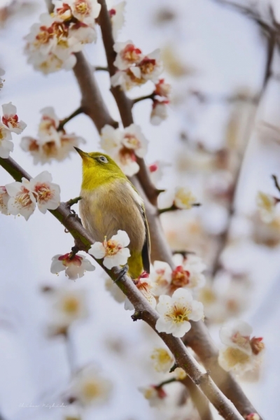 white-eye-20230218-11