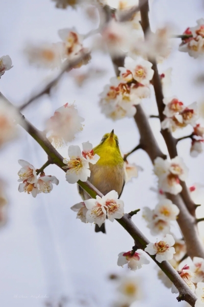 white-eye-20230218-12